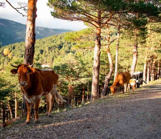 Agronomía UdeC participa en proyecto de Silvopastoreo en la comuna de Yungay