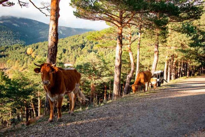 Agronomía UdeC participa en proyecto de Silvopastoreo en la comuna de Yungay