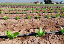 CNR invita a pequeños agricultores a presentar sus proyectos de obras civiles y tecnificación a nuevo concurso por $1.300 millones