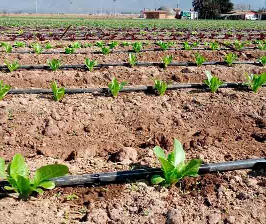 CNR invita a pequeños agricultores a presentar sus proyectos de obras civiles y tecnificación a nuevo concurso por $1.300 millones