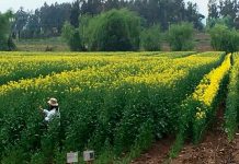 Curso e-learning para inspectores externalizados del Programa SAG Certificación Varietal de Semillas