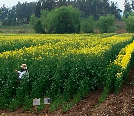 Curso e-learning para inspectores externalizados del Programa SAG Certificación Varietal de Semillas