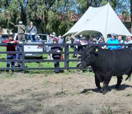 Día del Toro: El próximo viernes 8 de octubre se realizará remate especial de reproductores en la feria Fegosa de Purranque