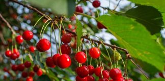 EE.UU.: Se espera aumento en las importaciones de cerezas chilenas esta temporada