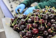 Exportaciones de frutas chilenas temporada 2020-2021 terminan con leve alza de 1,2%