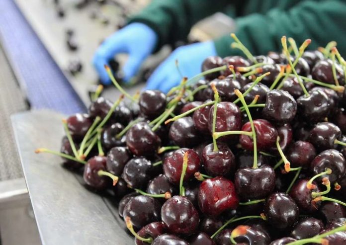 Exportaciones de frutas chilenas temporada 2020-2021 terminan con leve alza de 1,2%