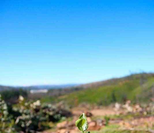 Fundación Reforestemos lanza programas de conservación para terrenos privados