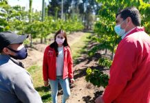 Gobierno lanza “Súmate al Agro” para impulsar puestos de trabajo en el sector agrícola del Biobío 