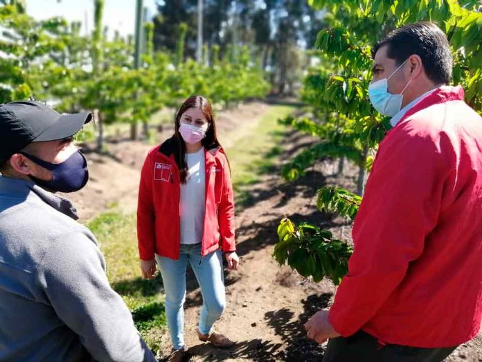 Gobierno lanza “Súmate al Agro” para impulsar puestos de trabajo en el sector agrícola del Biobío 