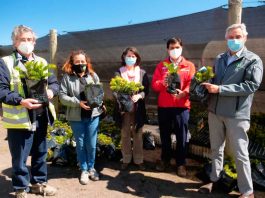 INFOR apuesta por la conservación de la araucaria con proyecto de migración asistida desde Biobío