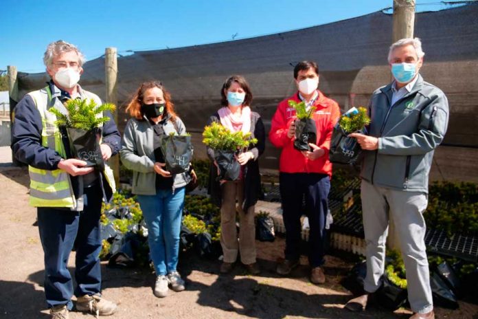 INFOR apuesta por la conservación de la araucaria con proyecto de migración asistida desde Biobío