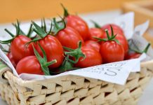 Japón inicia la venta de tomate biotecnológico que permite prevenir y tratar la hipertensión.