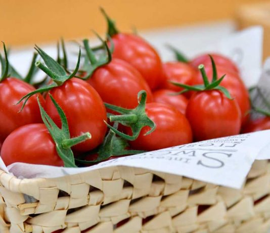 Japón inicia la venta de tomate biotecnológico que permite prevenir y tratar la hipertensión.