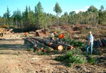 Llaman a productores a contratar a tiempo seguro que protege plantaciones forestales
