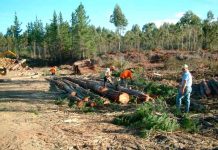 Llaman a productores a contratar a tiempo seguro que protege plantaciones forestales