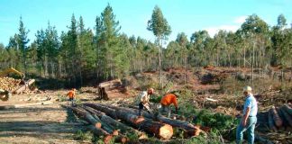 Llaman a productores a contratar a tiempo seguro que protege plantaciones forestales