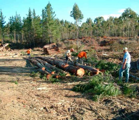 Llaman a productores a contratar a tiempo seguro que protege plantaciones forestales