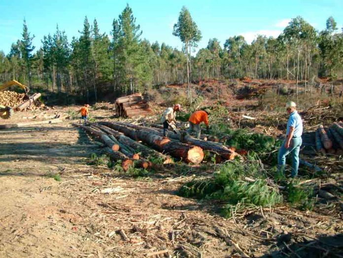 Llaman a productores a contratar a tiempo seguro que protege plantaciones forestales