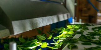 PRODUCTORES, ENVASADORES y PROCESADORES DE VEGETALES Y HORTALIZAS: CÓMO MAXIMIZAR LA SEGURIDAD ALIMENTARIA Y LA CALIDAD DE SU PRODUCTO FINAL