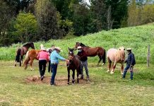 Potros de tiro pesado llegan a la región de Biobío para mejorarla raza equina