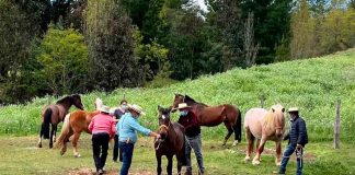 Potros de tiro pesado llegan a la región de Biobío para mejorarla raza equina