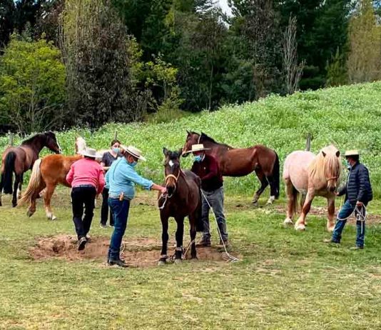 Potros de tiro pesado llegan a la región de Biobío para mejorarla raza equina