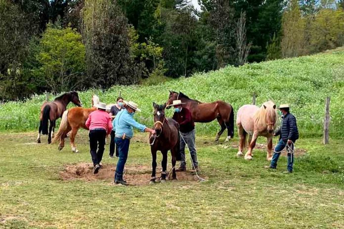 Potros de tiro pesado llegan a la región de Biobío para mejorarla raza equina