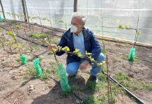 Producción biointensiva de semillas y manejo agrícola del calafate son las nuevas iniciativas de innovación en Aysén