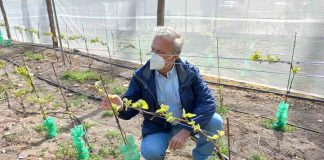 Producción biointensiva de semillas y manejo agrícola del calafate son las nuevas iniciativas de innovación en Aysén