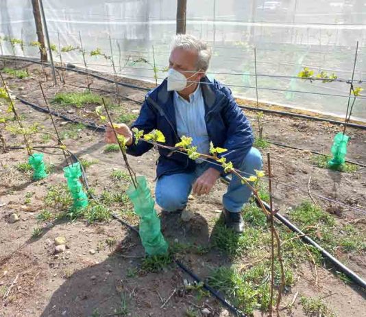 Producción biointensiva de semillas y manejo agrícola del calafate son las nuevas iniciativas de innovación en Aysén