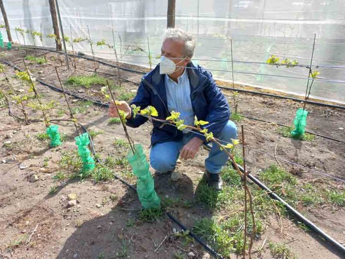 Producción biointensiva de semillas y manejo agrícola del calafate son las nuevas iniciativas de innovación en Aysén