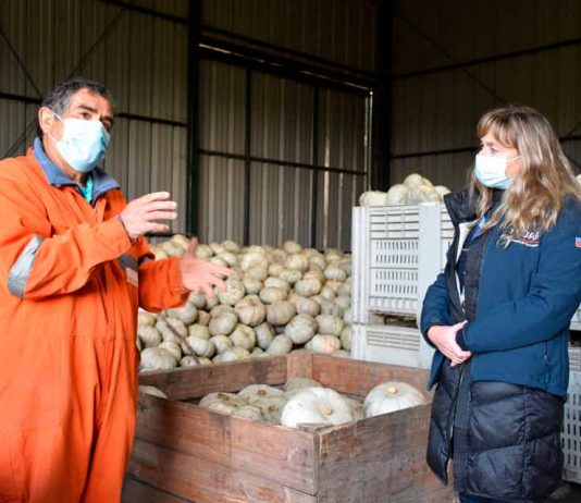 Productores top de INDAP ingresan a programa que mejorará su desempeño comercial