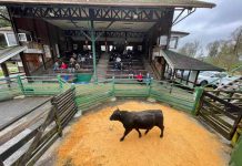 Remate de toros finos de INIA La Pampa logra precios récord