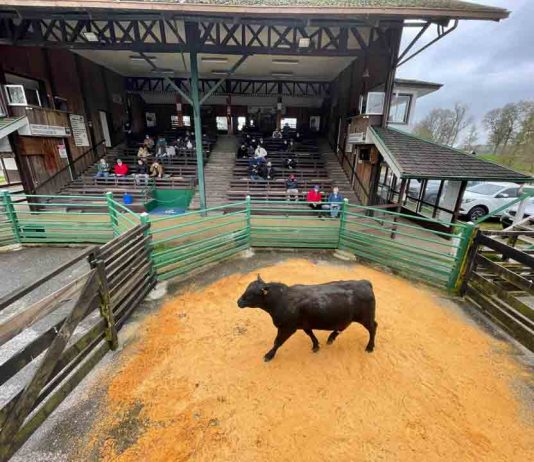 Remate de toros finos de INIA La Pampa logra precios récord