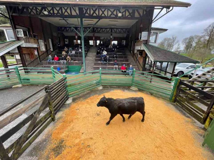 Remate de toros finos de INIA La Pampa logra precios récord