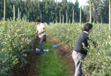 cosecha de arándanos Alimentos que desafían una nueva forma de cultivar