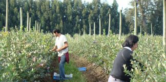 cosecha de arándanos Alimentos que desafían una nueva forma de cultivar