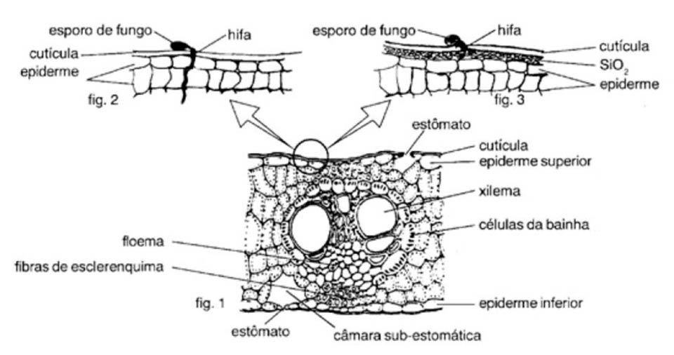 El Silicio en las plantas, se deposita bajo la cutícula y sobre las células epidérmicas, esta capa limita las pérdidas de agua por las hojas y dificulta la penetración y desarrollo de hifas de hongos.