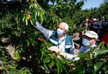 temporada 2021-2022 de cerezas en O’Higgins