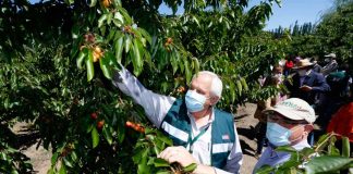 temporada 2021-2022 de cerezas en O’Higgins