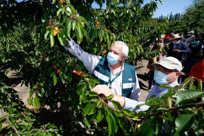 temporada 2021-2022 de cerezas en O’Higgins