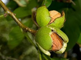 ALMENDROS Y NUECES EN CHILE. AFRUSEC