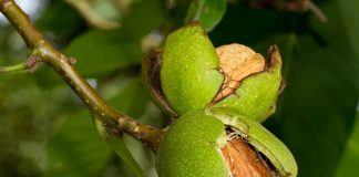 ALMENDROS Y NUECES EN CHILE. AFRUSEC