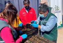 Comienzan las primeras exportaciones de portainjertos de cerezos certificados por el SAG a Argentina