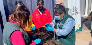 Comienzan las primeras exportaciones de portainjertos de cerezos certificados por el SAG a Argentina