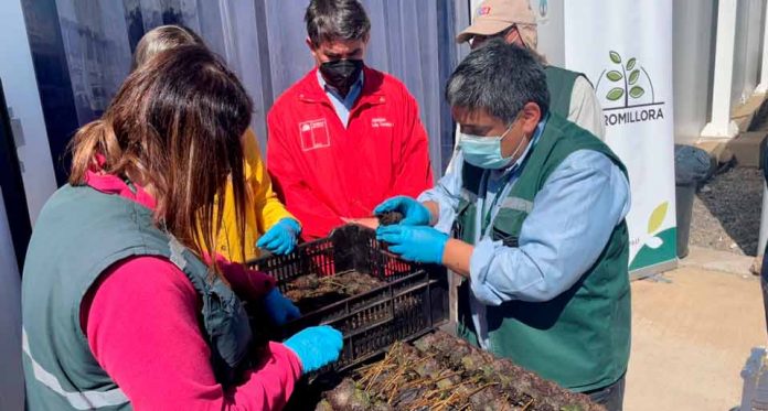 Comienzan las primeras exportaciones de portainjertos de cerezos certificados por el SAG a Argentina