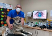 Conoce qué enfermedades oculares pueden afectar a perros y gatos