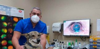 Conoce qué enfermedades oculares pueden afectar a perros y gatos