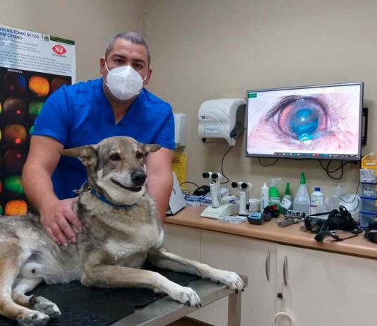 Conoce qué enfermedades oculares pueden afectar a perros y gatos