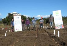 Especialistas de INIA establecieron Unidades Demostrativas de producción de papa en las comunas de Futaleufú y Ayacara